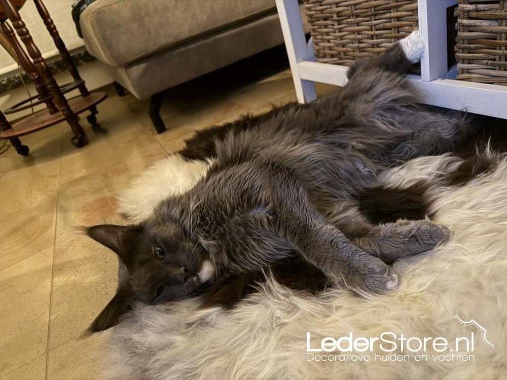 Lammfell mit der Katze Kim