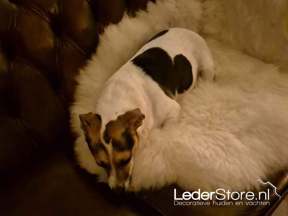 Weißes Lammfell im Wohnzimmer von Miranda, Hund Puck 2