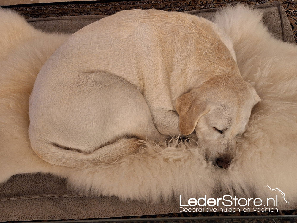 Lammfell weiß Coby-Hund Silver 3