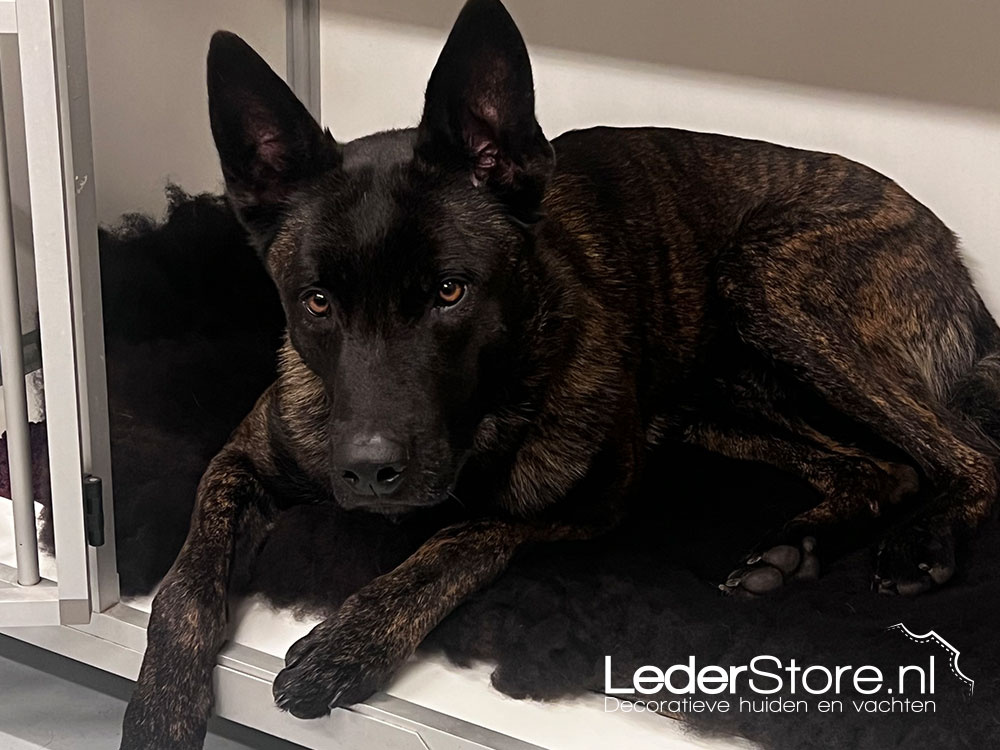 Lammfell-Hund Taania 2 Ciro