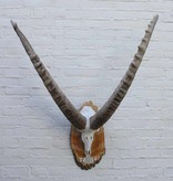 Grote ALPEN STEENBOK (Capra ibex) op schild