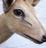 Opgezette KOP DUIKER DWERGANTILOPE op houten schild