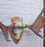 Scandinavisch ELAND GEWEI op houten schild