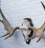 Scandinavisch ELAND GEWEI op houten schild