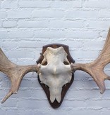 Scandinavisch ELAND GEWEI op houten schild