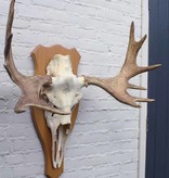 Scandinavisch ELAND GEWEI op licht houten schild