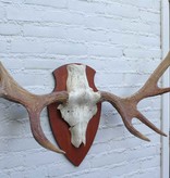 Scandinavisch ELAND GEWEI op houten schild