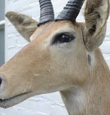 Opgezette KOP REEDBUCK / RIETBOK antilope