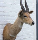 Opgezette KOP BUSHBUCK  antilope