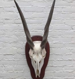 Schedel ELAND ANTILOPE op schild - ref. A
