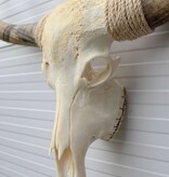 Grote schedel TEXAS STYLE LONGHORN 139 cm