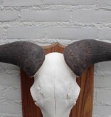 Grote schedel GNU / WILDEBEEST op schild