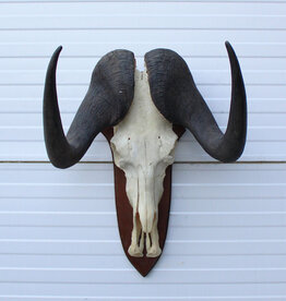 Schedel WITSTAART GNU / WILDEBEEST  - ref. A
