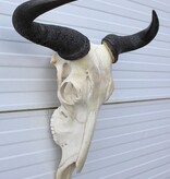 Schedel GNU / WILDEBEEST met kiezen