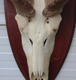 Grote schedel KUDU ANTILOPE op houten schild