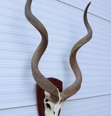 Grote schedel KUDU ANTILOPE op houten schild