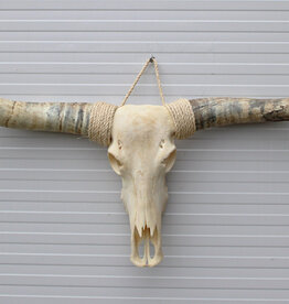 Grote schedel TEXAS STYLE LONGHORN 175 cm - ref. E
