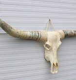 Grote schedel TEXAS STYLE LONGHORN 175 cm