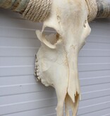 Grote schedel TEXAS STYLE LONGHORN 175 cm