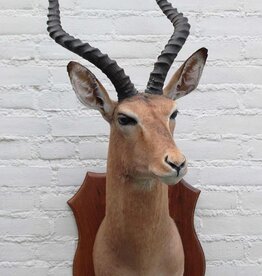 Opgezette KOP IMPALA antilope