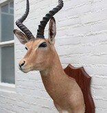 Opgezette KOP IMPALA antilope op houten schild