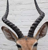 Opgezette KOP IMPALA antilope op houten schild