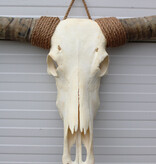 Grote schedel TEXAS STYLE LONGHORN 155 cm