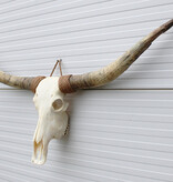 Grote schedel TEXAS STYLE LONGHORN 155 cm
