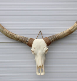Grote schedel TEXAS STYLE LONGHORN 145 cm - ref. A