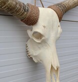 Grote schedel TEXAS STYLE LONGHORN 145 cm