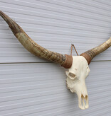 Grote schedel TEXAS STYLE LONGHORN 145 cm