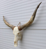 Grote schedel TEXAS STYLE LONGHORN 145 cm