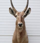 Grote Opgezette kop WATERBOK / WATERBUCK