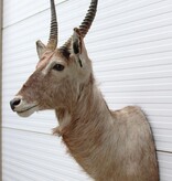 Grote Opgezette kop WATERBOK / WATERBUCK