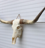 Grote schedel TEXAS STYLE LONGHORN 148 cm