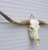 Grote schedel TEXAS STYLE LONGHORN 148 cm