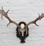 DAMHERT GEWEI op aluminium schedel / bewerkt houten schild