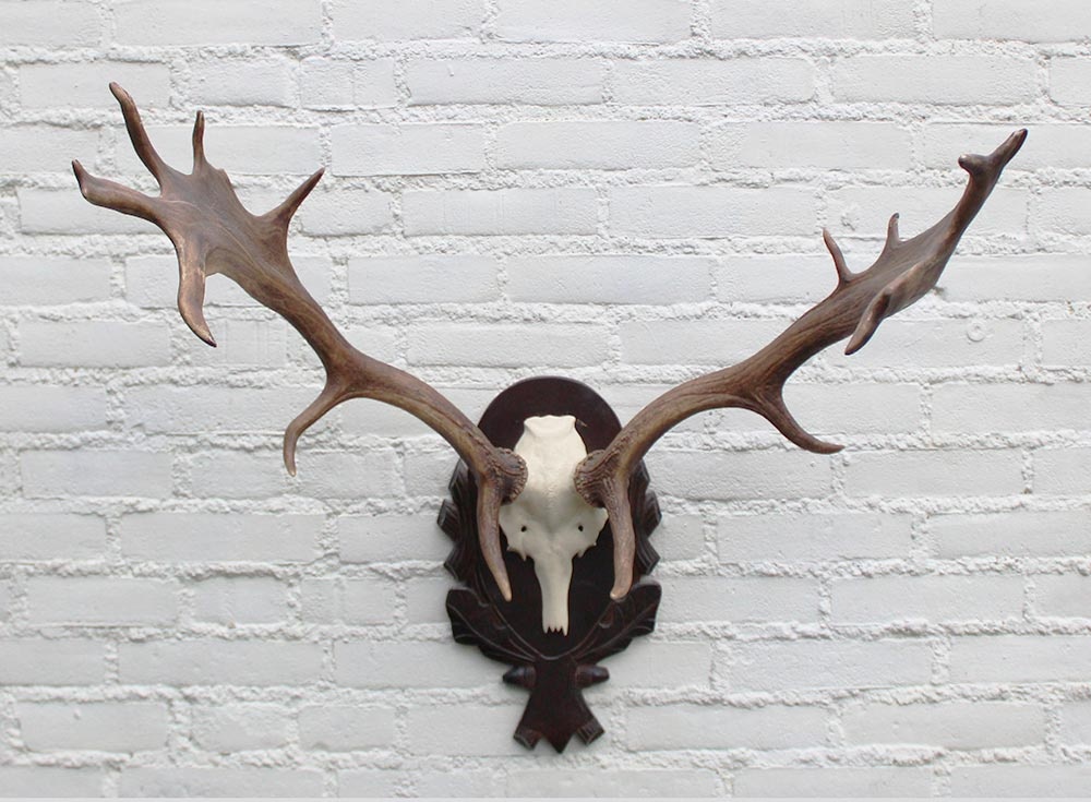 DAMHERT GEWEI op aluminium schedel / bewerkt houten schild