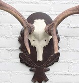 DAMHERT GEWEI op aluminium schedel / bewerkt houten schild