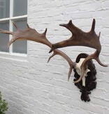 DAMHERT GEWEI op aluminium schedel / bewerkt houten schild