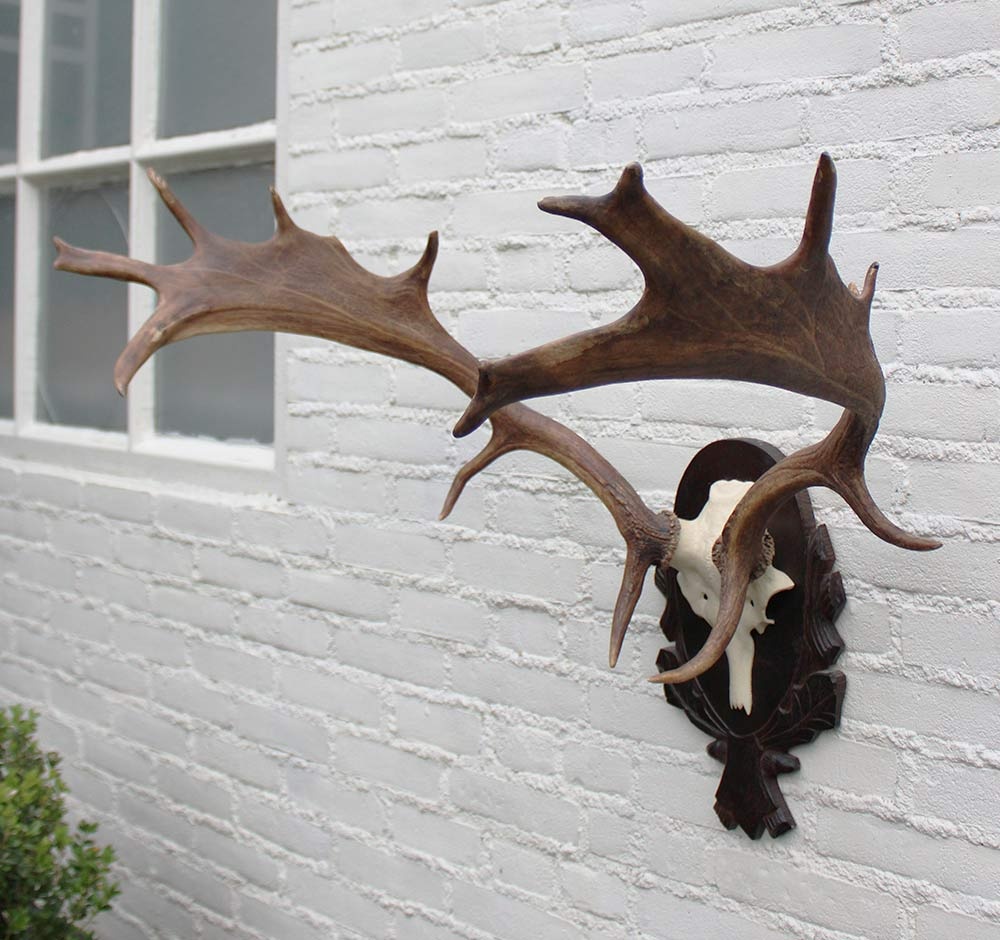 DAMHERT GEWEI op aluminium schedel / bewerkt houten schild