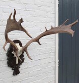 DAMHERT GEWEI op aluminium schedel / bewerkt houten schild