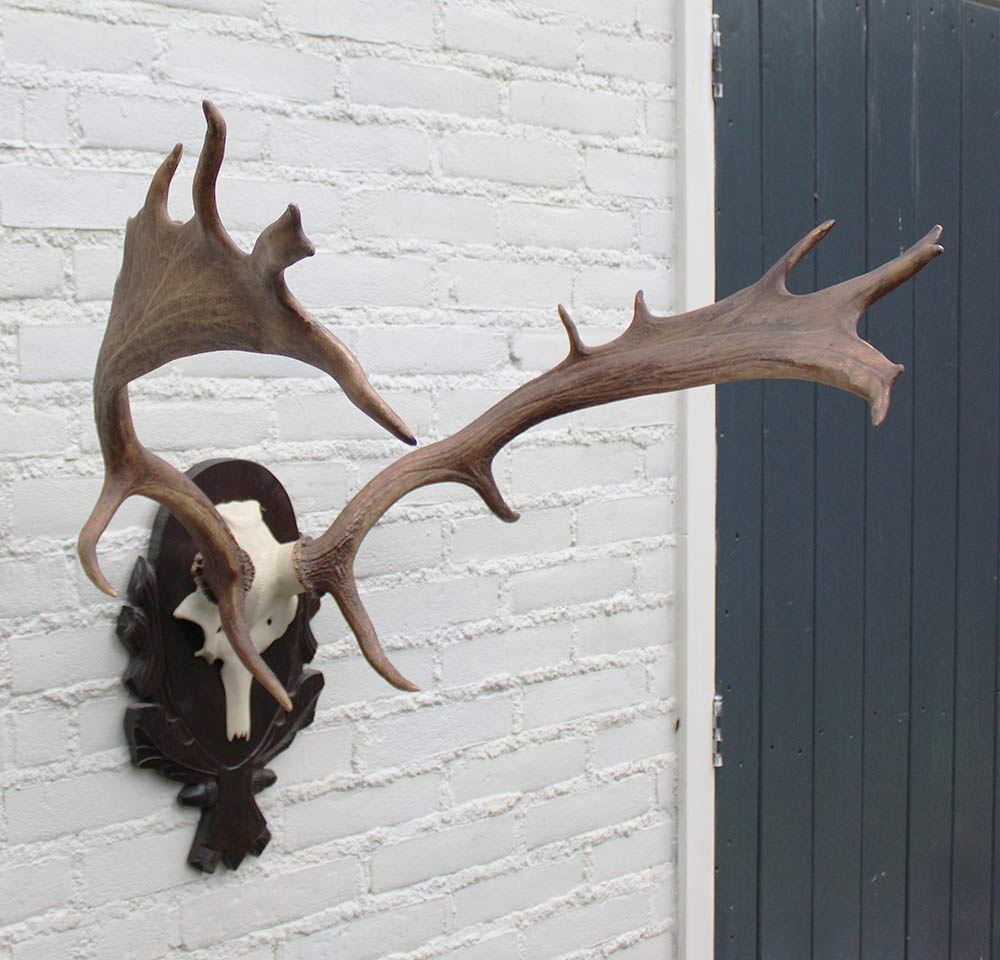 DAMHERT GEWEI op aluminium schedel / bewerkt houten schild