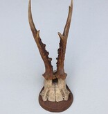 Antiek  REE GEWEI op houten schild  - 1900