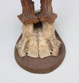 Antiek  REE GEWEI op houten schild  - 1900