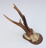 Antiek  REE GEWEI op houten schild  - 1900