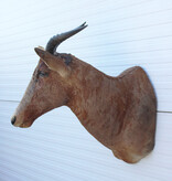 Opgezette KOP TSESSEBE antilope