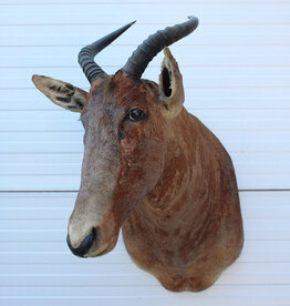 Opgezette KOP TSESSEBE  antilope
