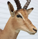 Opgezette KOP IMPALA antilope