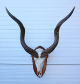Schedel KUDU ANTILOPE op houten schild